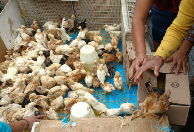 Chicks for sale at a local market